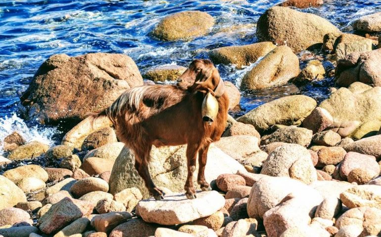 Le foto dei lettori. Singolari incontri in Ogliastra