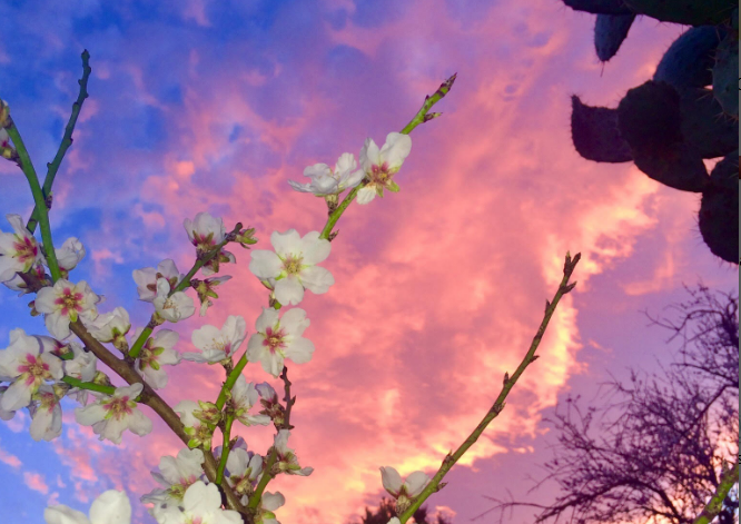 Le foto dei lettori. Le campagne di Elini in fiore nello scatto di Pier Paolo Pili