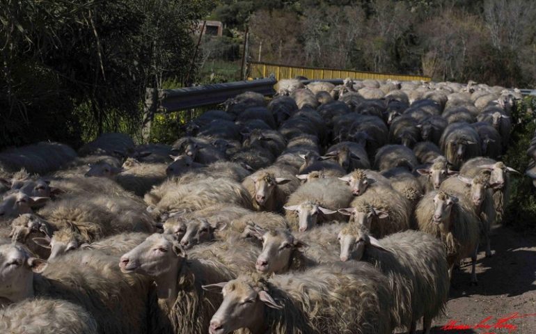 Le foto dei lettori. Le pecore si recano al pascolo, lo scatto è di Cristian Mascia