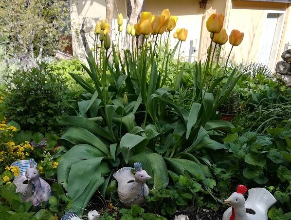 Le foto dei lettori. Giardini in fiore a Lanusei
