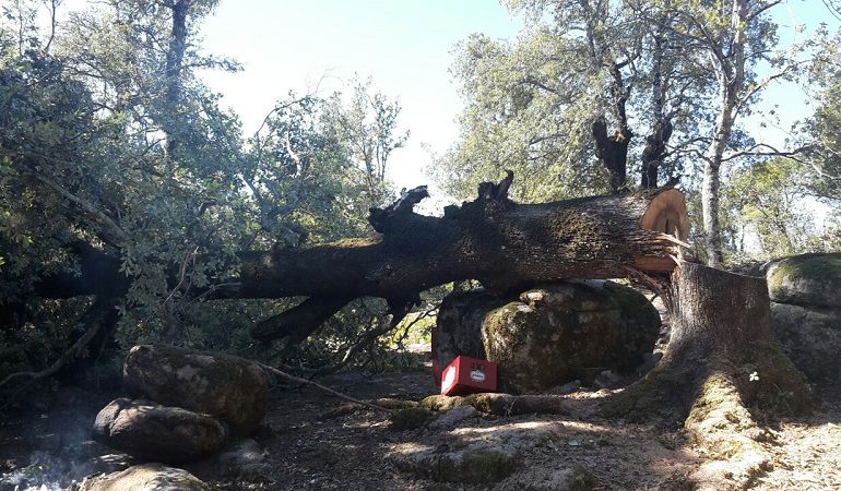 Villagrande: nella notte tra il 5 e il 6 aprile abbattute due grosse piante di leccio