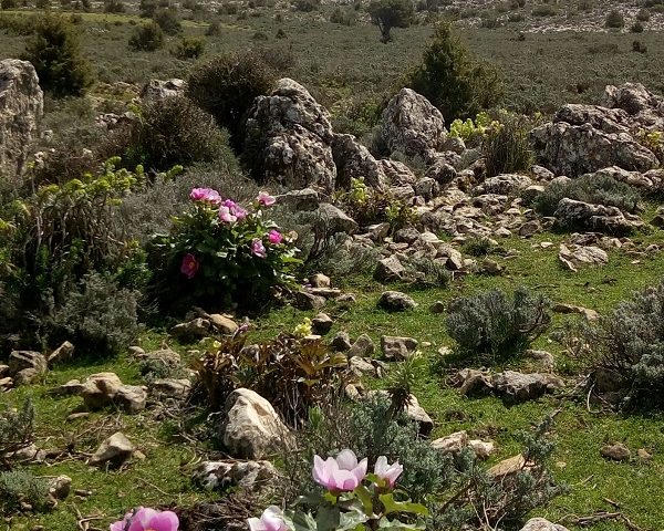 Le foto dei lettori. Il Supramonte di Urzulei con i suoi fiori nello scatto di Antonella Mereu
