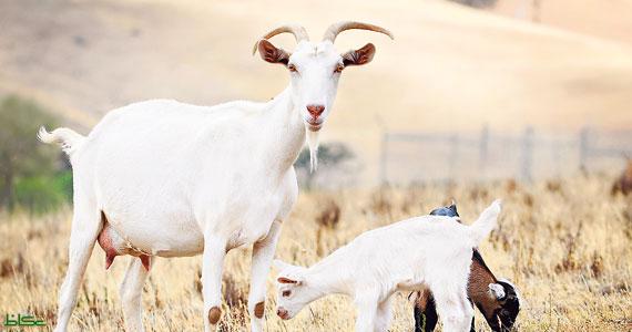 Al torneo di murra di Ulassai in palio capre e vitelli. Insorgono gli animalisti: “Pratica squallida, gli animali non sono premi”