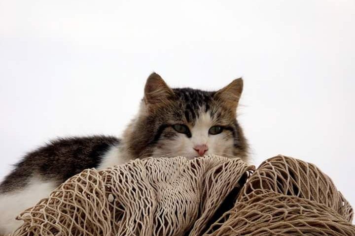 Aiutare la colonia felina del porto: l’associazione Animalia posiziona a Tortolì due salvadanai per le donazioni