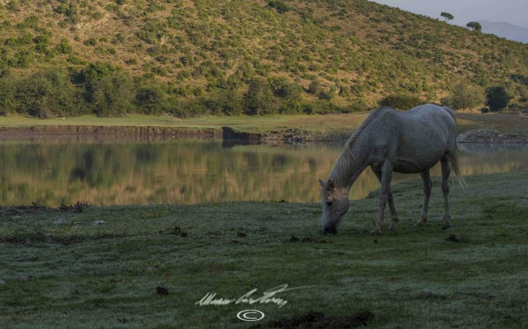 Le foto dei lettori. Lo spettacolo della natura nello scatto di Cristian Mascia