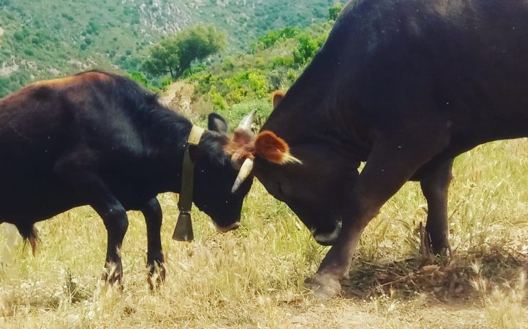 Le foto dei lettori. Incontri-scontri in Ogliastra