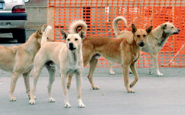 Arriva la Banca Dati Regionale degli animali d’affezione. Domani un incontro a Cagliari