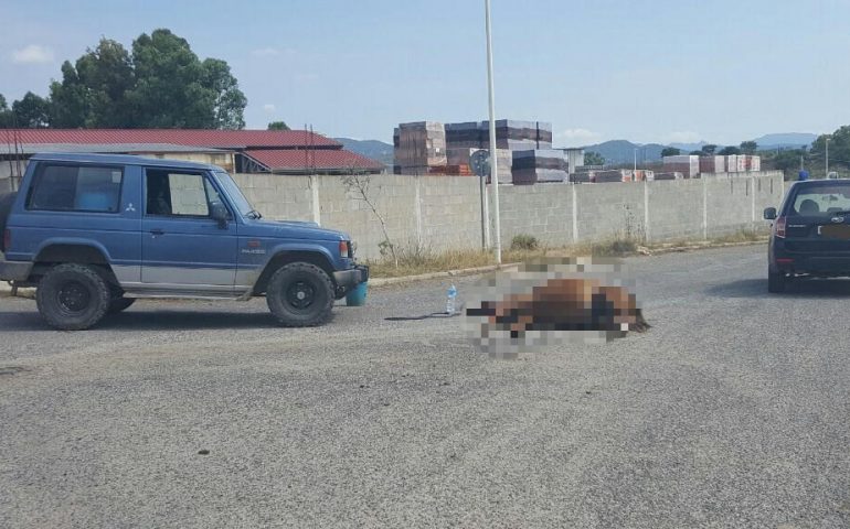 Ottana, cavallo morto investito da un SUV