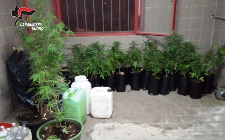 Bari Sardo, coltivazione illecita di sostanze stupefacenti, arrestate due persone