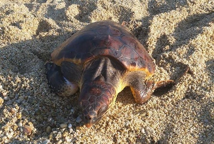 Capo Ferrato. Salvata una tartaruga marina: nuotava impigliata in un sacco di nylon