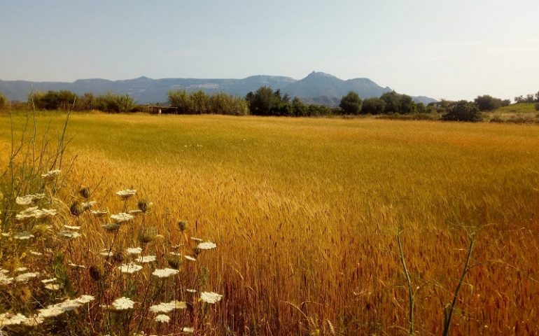 Girasole, “Tutti a raccolta”, seminario dedicato alla raccolta dei grani antichi