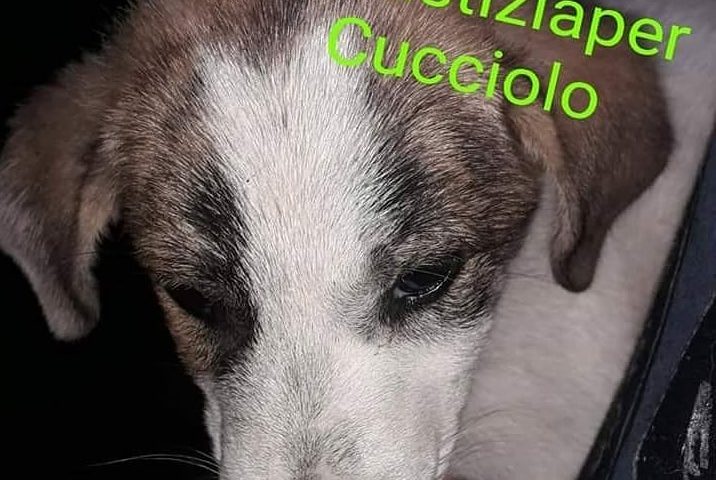 Cucciolo di cane impiccato a Nuoro. Più di 50 mila firme per chiedere giustizia