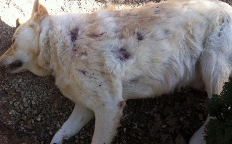 Olbia, cane barbaramente ucciso a fucilate. Ci sarebbero dei testimoni