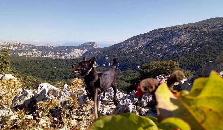 Le foto dei lettori. Amico a quattro zampe nel Supramonte di Urzulei