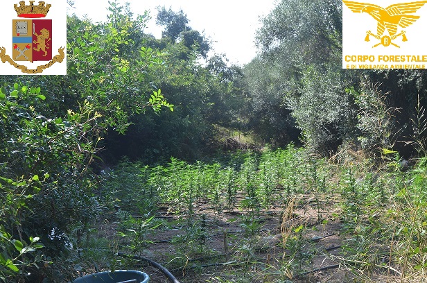 Bari Sardo, scoperta dalla Polizia un’enorme piantagione di marijuana. Due ogliastrini arrestati