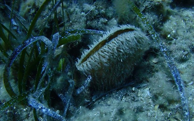 La pinna nobilis, minacciata dall’uomo, prova a riprendersi il mare. Notizie confortanti dall’Area Marina protetta di Capo Carbonara