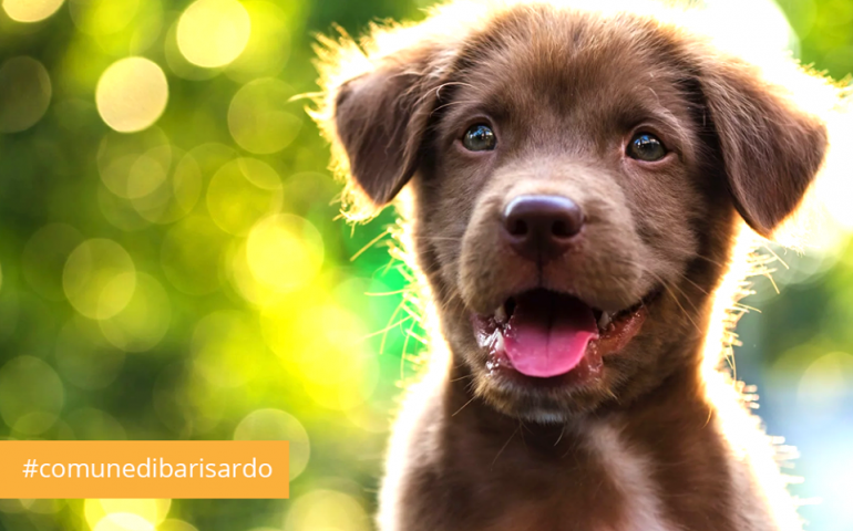 Sterilizzazione cani, chiarimenti dal Comune di Bari Sardo