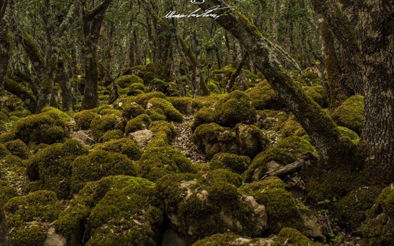 Le foto dei lettori. Verde, magia e mistero a Gairo