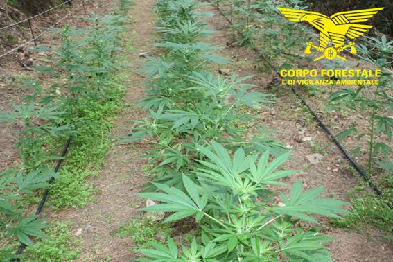 Nuoro, 500 piante di cannabis e un fucile a canne mozze: nei guai un diciannovenne del posto
