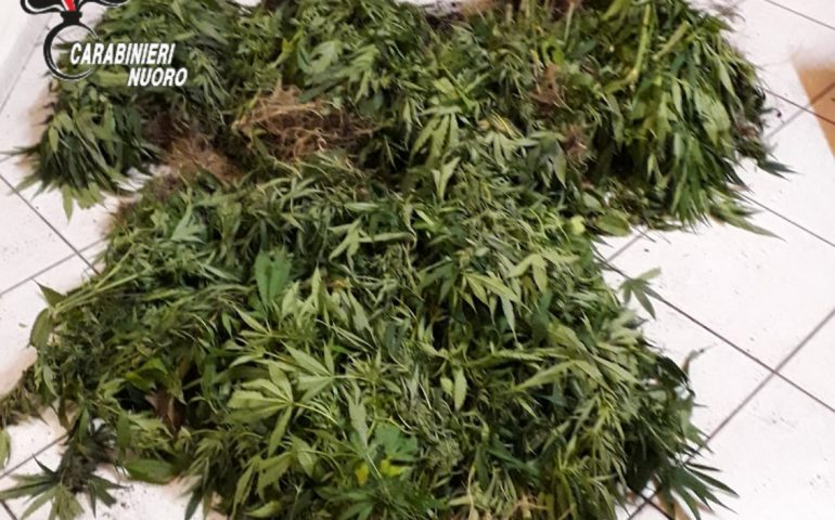 Desulo, i carabinieri scoprono una piantagione di marijuana tra la vegetazione