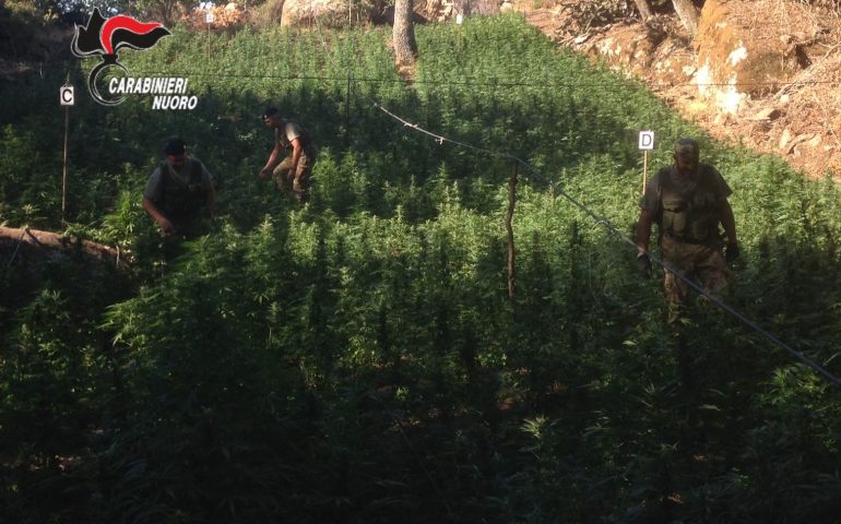 Talana, coltivatore 36enne di marijuana torna in cella