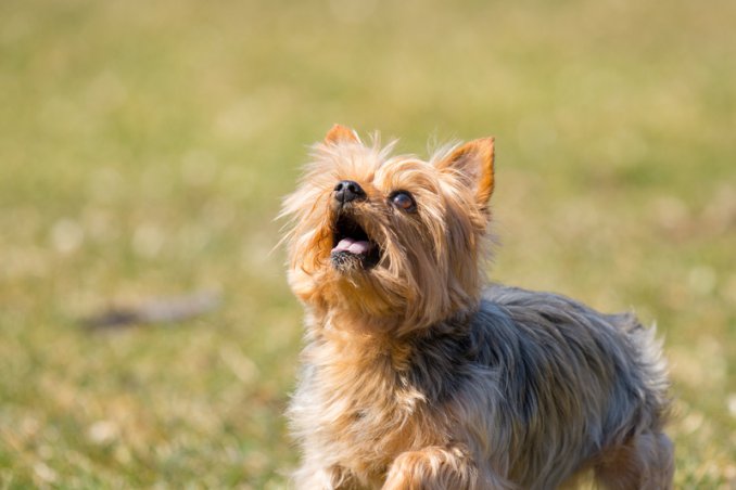 Cagliari, chiuso in casa da giorni senza mangiare né bere. Salvato un cagnolino