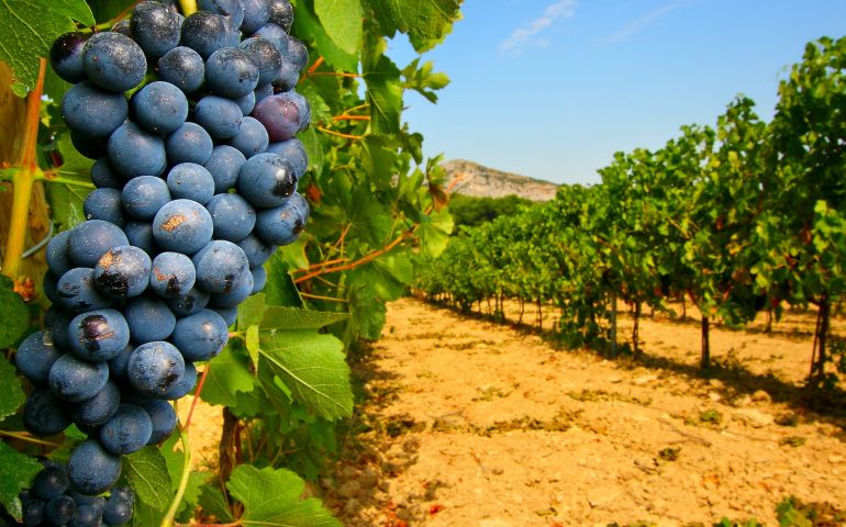 Vendemmia e maltempo. Primato triste per la Sardegna: Regione con maggiori perdite nella produzione del vino