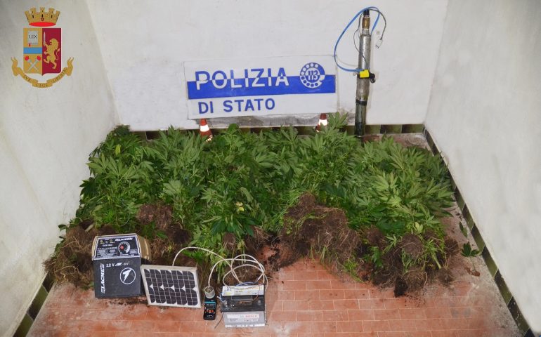 Sarule, giovane in manette. Coltivava 200 piante di marijuana