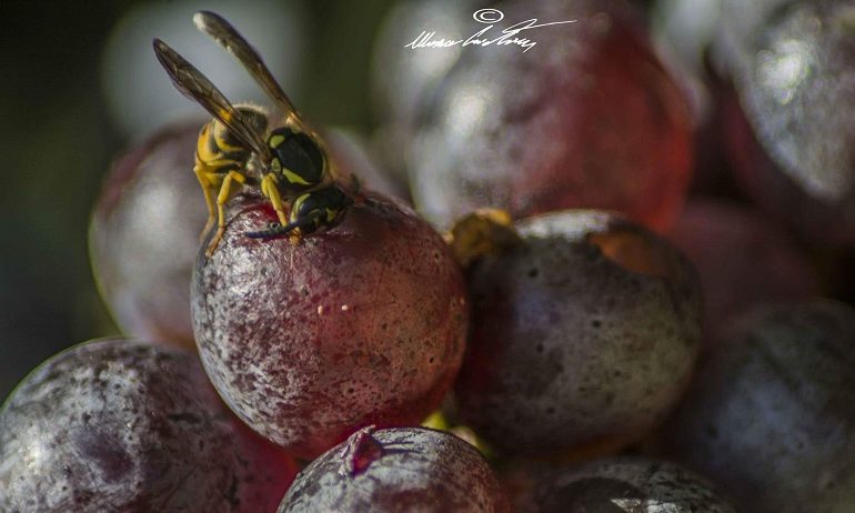 Le foto dei lettori. Un dolce banchetto in Ogliastra