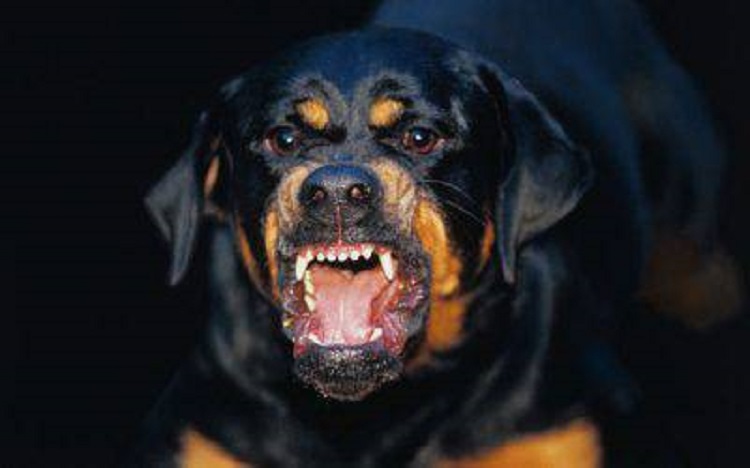 Soffoca il suo cane con il collare a strozzo. Aveva morso un bambino a un polpaccio