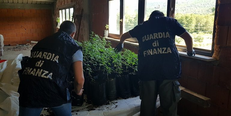 Arbatax, capannone abbandonato nasconde piantagione. Sequestrate 100 piante