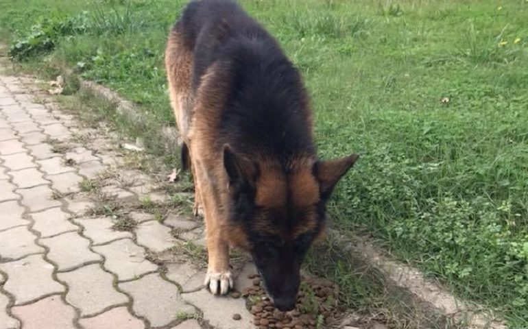 Cane perso o abbandonato in via Monsignor Virgilio, Tortolì. La segnalazione di un lettore