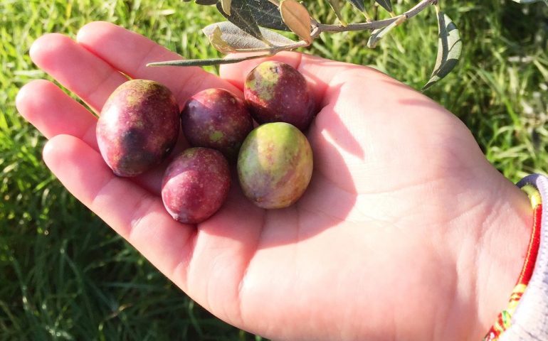 Le foto dei lettori. La raccolta delle olive a Tertenia