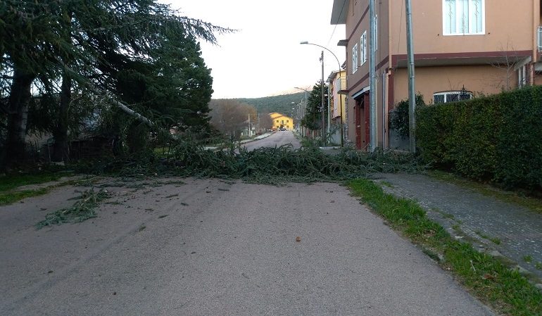 Maltempo Ogliastra. Il vento abbatte una grossa pianta a Villanova