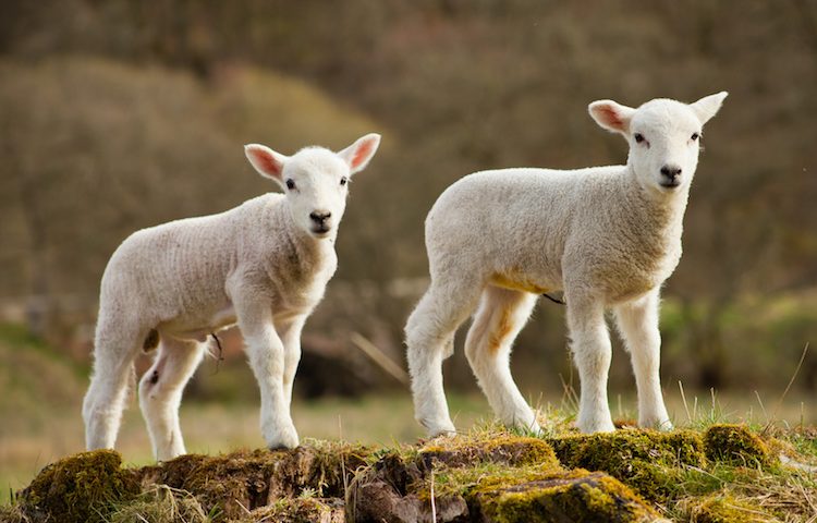 Contas. L’agnello Igp di Sardegna è ancora il preferito per Natale ma cambiano le abitudini