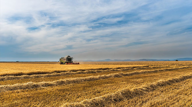 Fonte foto: sito Ruminantia