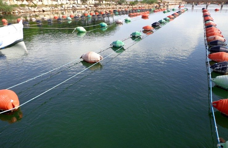 Il 22 dicembre il mare d’Ogliastra arriverà a Nuoro: la Cooperativa Pescatori Tortolì ospite nella cittadina