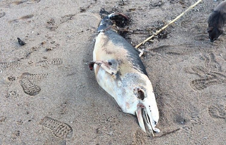 (FOTO) La Capannina, Arbatax: un piccolo delfino giace morto sulla sabbia