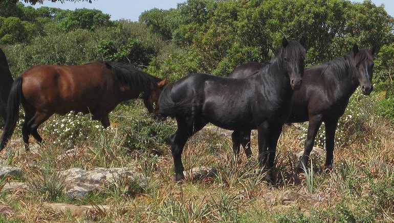 Un male improvviso ha ucciso 9 Cavallini della Giara