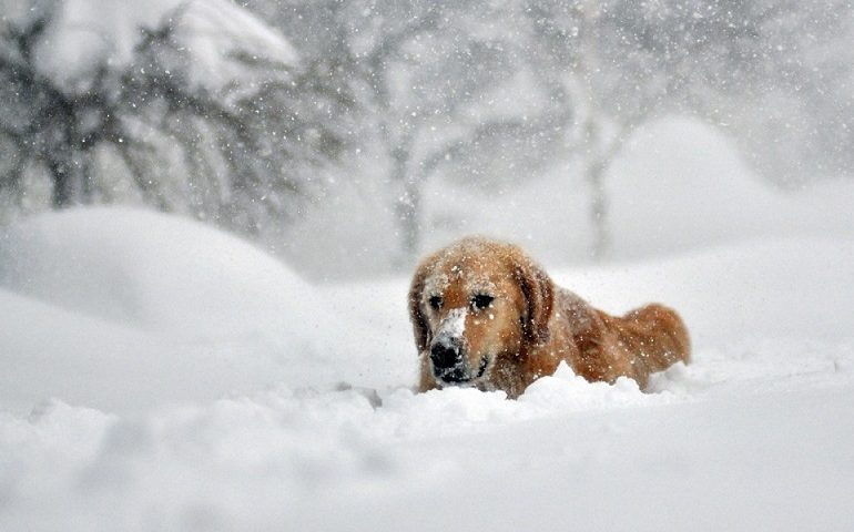 Cappottino sì, cappottino no? I consigli degli Anpana Nuoro-Ogliastra per proteggere i cani da gelo e neve