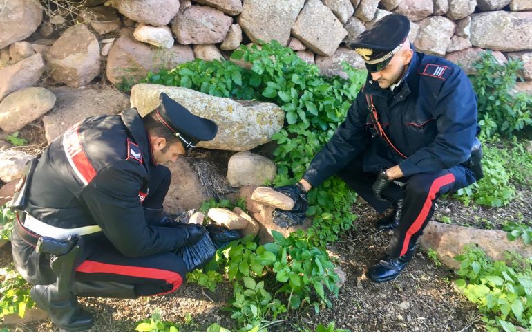 Alghero. Maxi sequestro di eroina: 11 kg nascosti in un muretto a secco in campagna