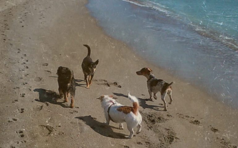 “Scendi il cane”? Una bufala: l’Accademia della Crusca non ha mai cambiato idea