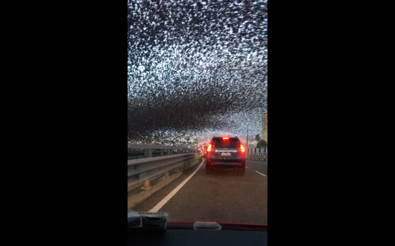 L’impressionante VIDEO del volo degli storni in viale Marconi a Cagliari