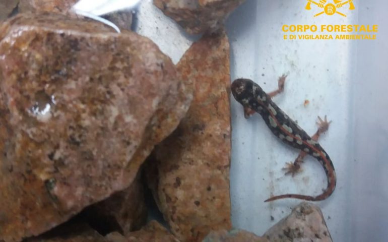 Trovato rarissimo esemplare di salamandra: il Tritone sardo è tornato in libertà