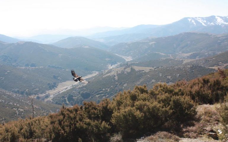 L’aquila trovata ferita a Villagrande un mese fa torna a volare sui monti ogliastrini