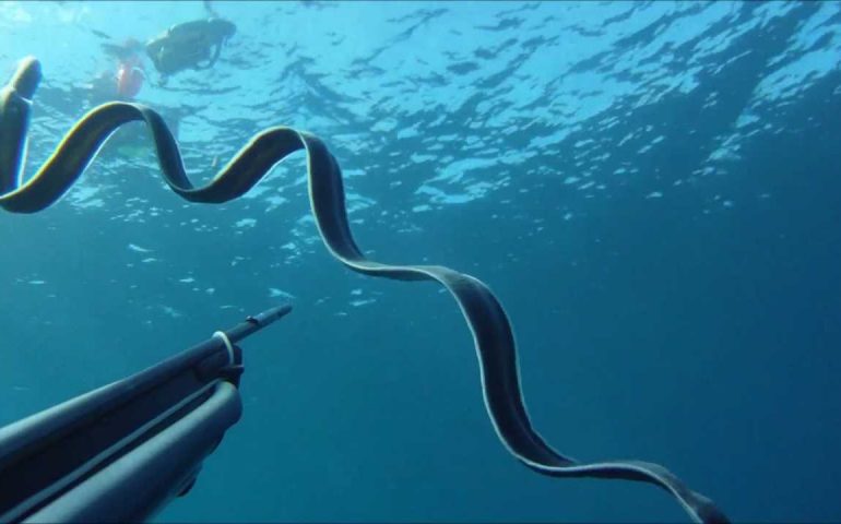 Misteri dei mari sardi: lo strano essere lungo decine di metri filmato da un sub (VIDEO)