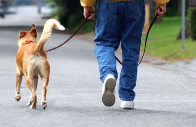 «Dovevo portare a spasso il cane». 38enne evade dai domiciliari 11 volte sempre con questa scusa