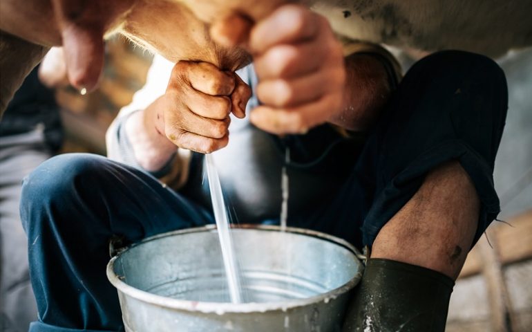 Protesta pastori, Coldiretti: «Situazione esplosiva, migliaia di litri di latte buttati. Serve una risposta»