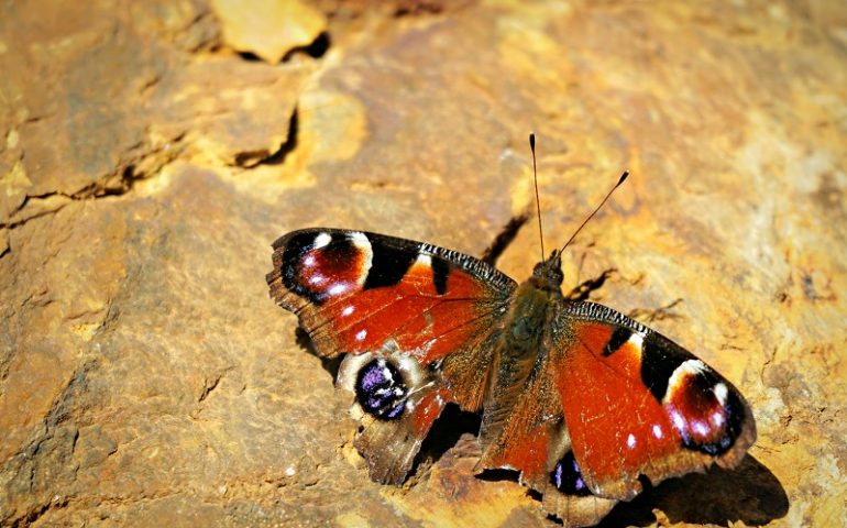 Le foto dei lettori. Primavera ogliastrina (in anticipo) nello scatto di Luigi Pani