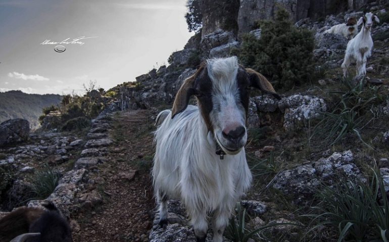 (FOTO) Perle di Sardegna: passeggiata lungo la RES. Le bellezze della nostra terra in una gallery